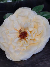 Capete de bujor artificial galben pal – material textil, diametru 9 cm, lungime 26 cm